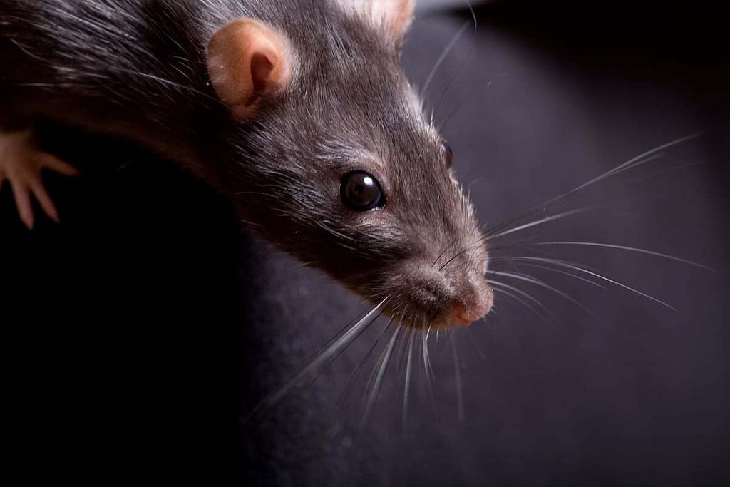 expert rodent control