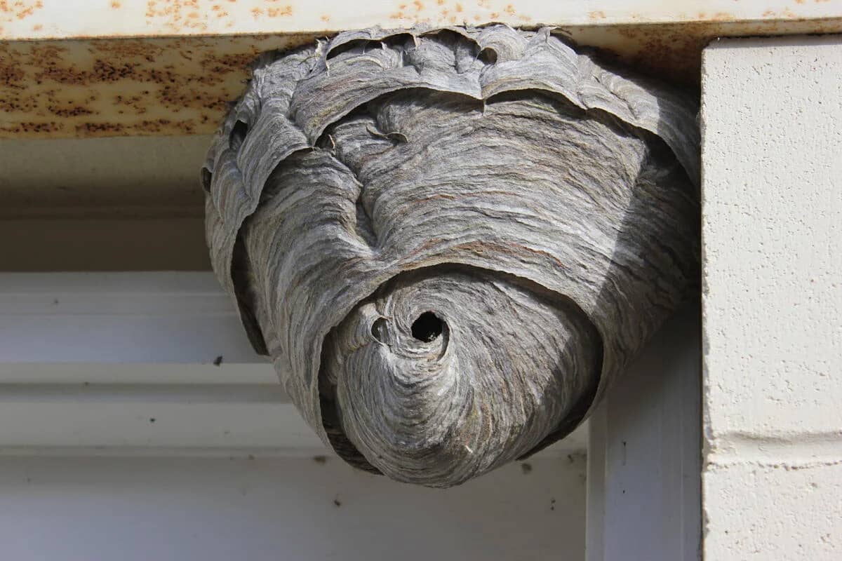 Expert Stinging Insect Control