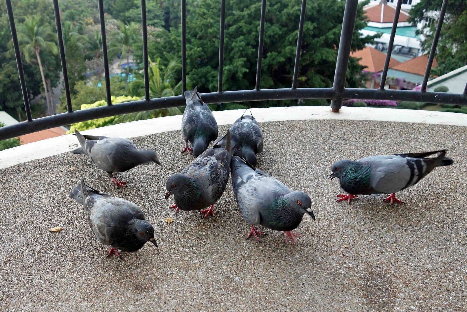 stop pigeons on balcony