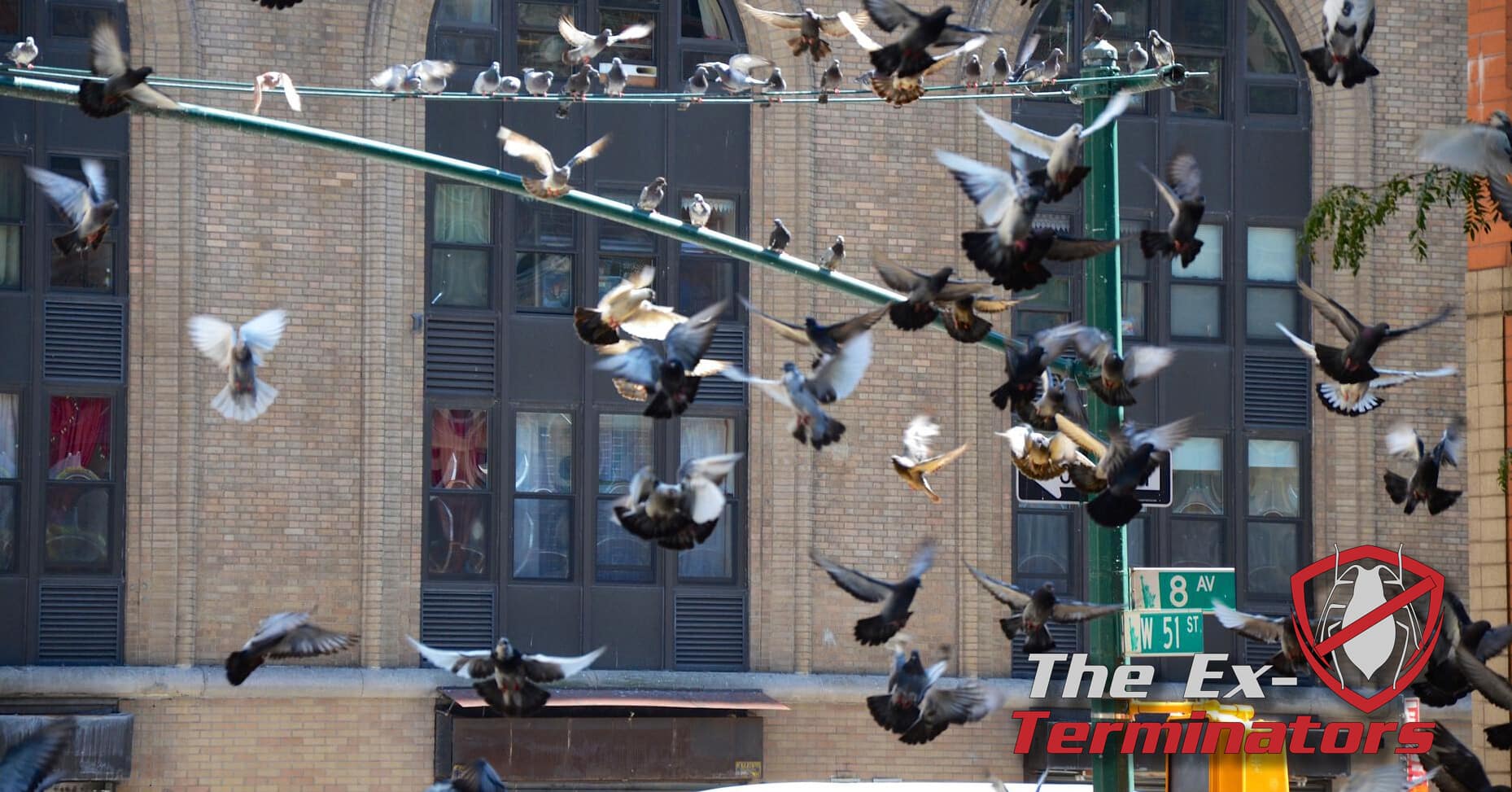 pigeon infestation management