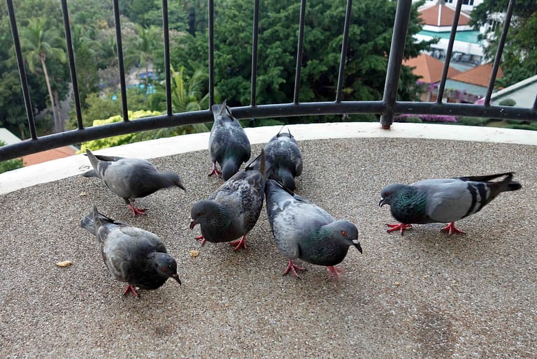Importance of Cleaning Pigeon Poop off the Balcony – Nature Blog Network